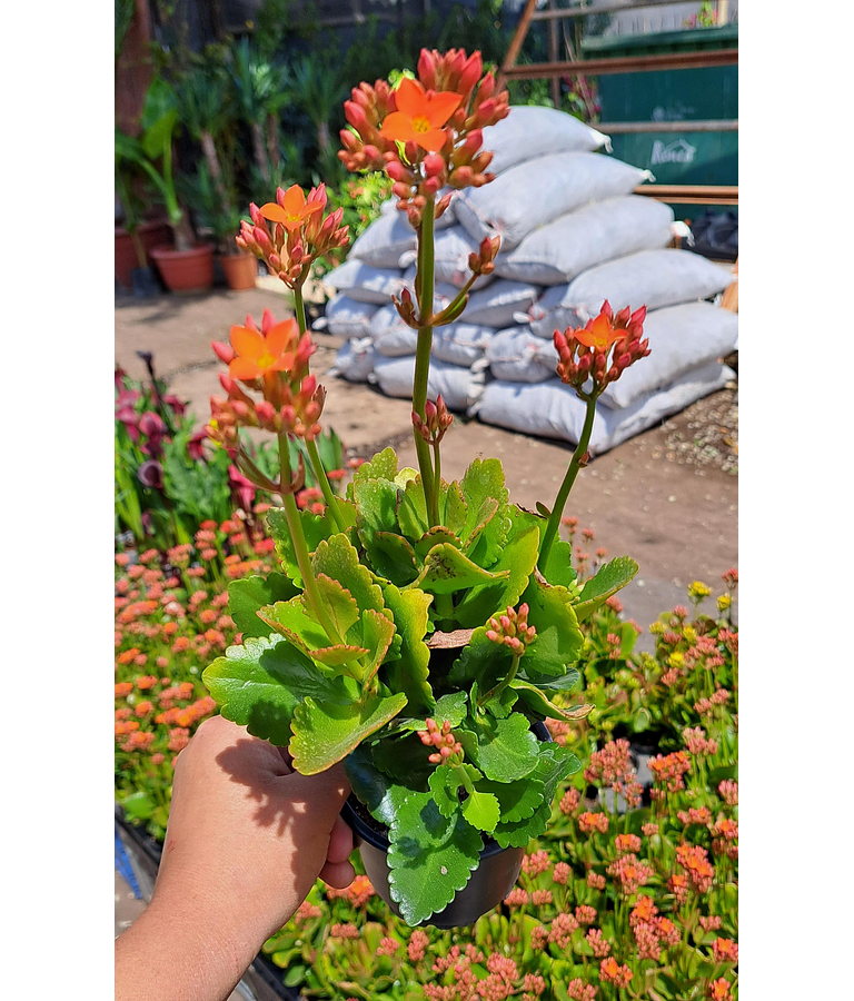 Kalanchoe en Flor