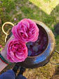 Tónico de Rosas  - Miniatura 2
