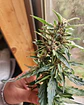 Cannabis Medicinal 50gr - Miniatura 2