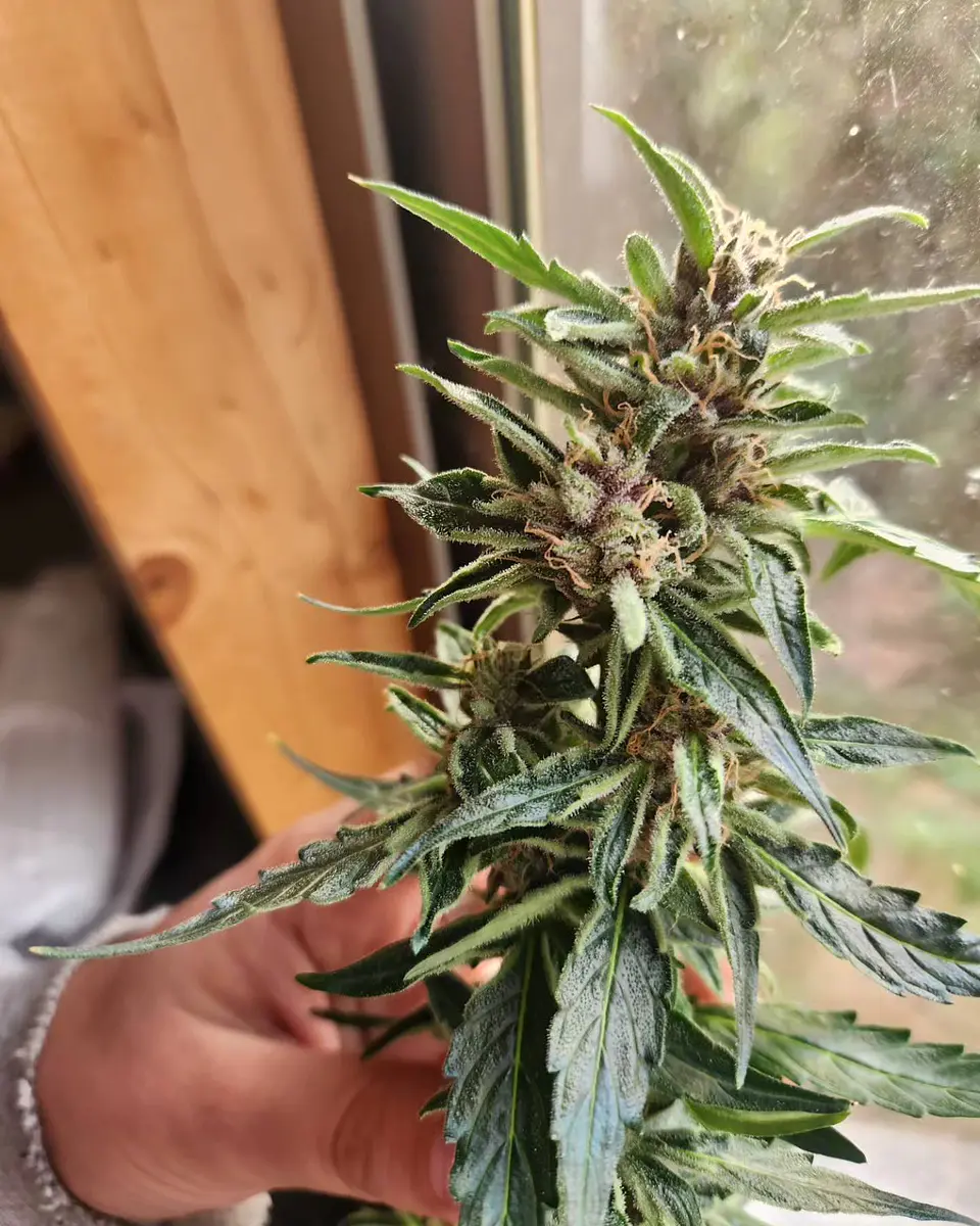 Cannabis Medicinal 50gr 2