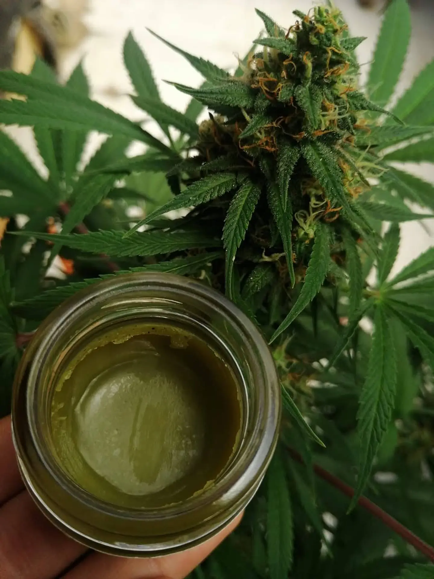 Cannabis Medicinal 50gr 3