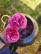 Hidrolato de Rosas - Miniatura 1