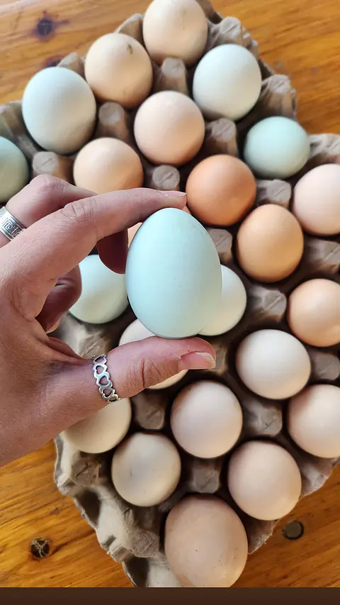 30 huevos camperos {frescos & libres}