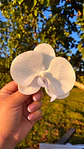 Tocado Modelo Orquidea - Miniatura 2