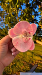 Tocado Modelo Orquidea II - Miniatura 4