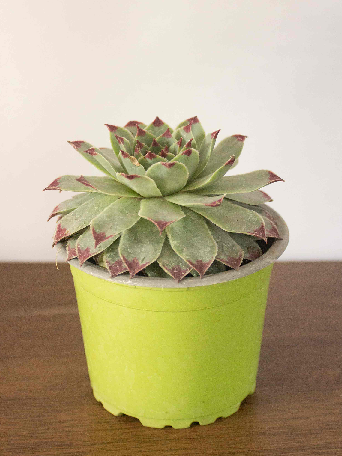 🌿 Suculenta Siempreviva (Sempervivum tectorum) La Joya Alpina Eterna:  1