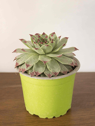 🌿 Suculenta Siempreviva (Sempervivum tectorum) La Joya Alpina Eterna: 