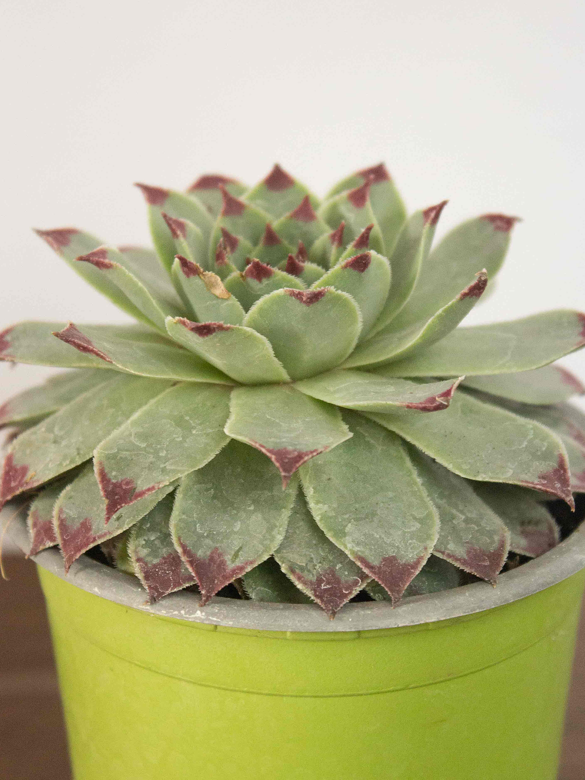 🌿 Suculenta Siempreviva (Sempervivum tectorum) La Joya Alpina Eterna:  2