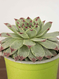 🌿 Suculenta Siempreviva (Sempervivum tectorum) La Joya Alpina Eterna:  - Miniatura 2