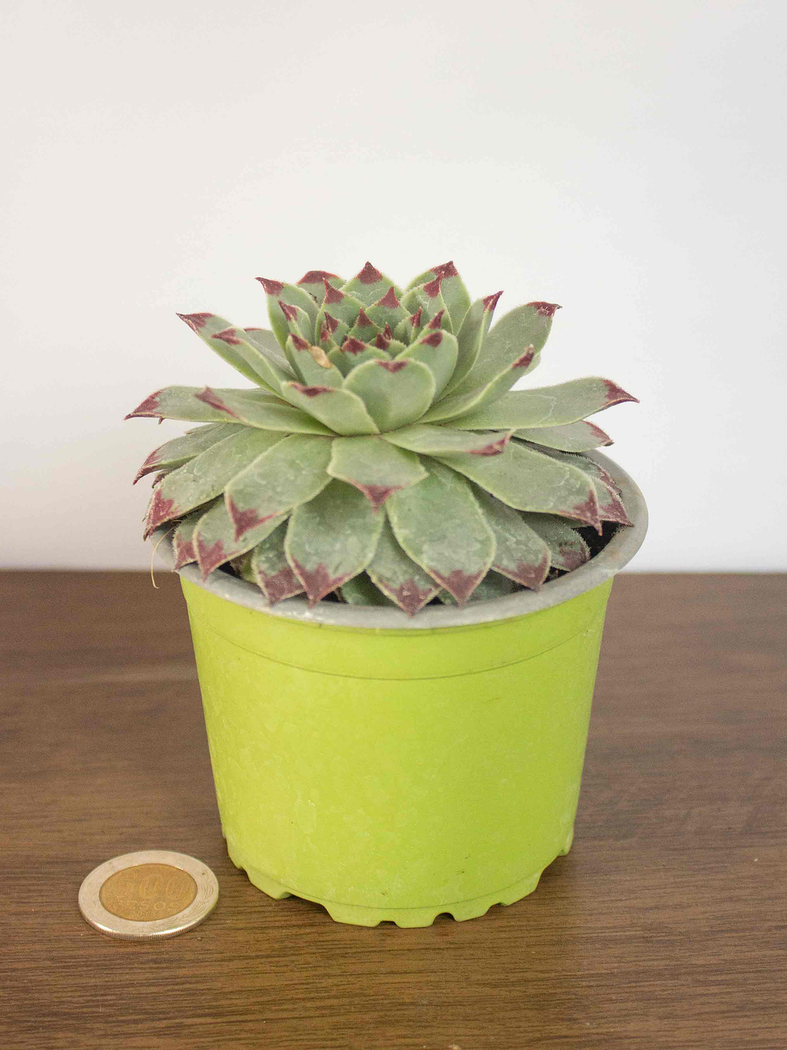 🌿 Suculenta Siempreviva (Sempervivum tectorum) La Joya Alpina Eterna:  4