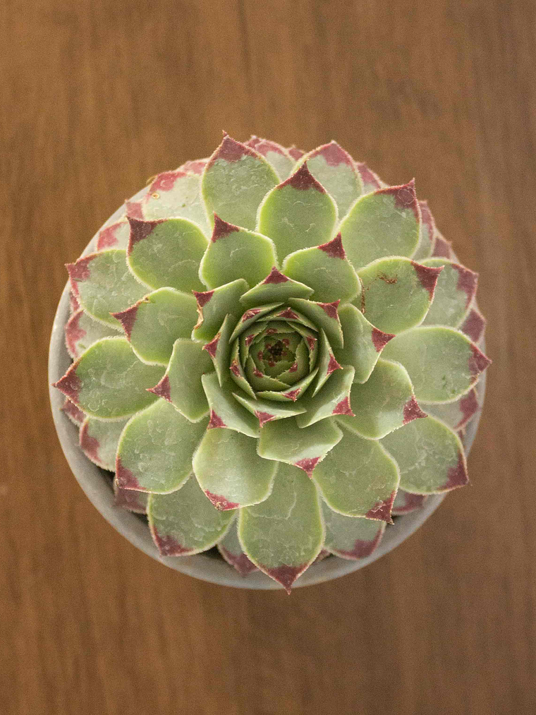 🌿 Suculenta Siempreviva (Sempervivum tectorum) La Joya Alpina Eterna:  3