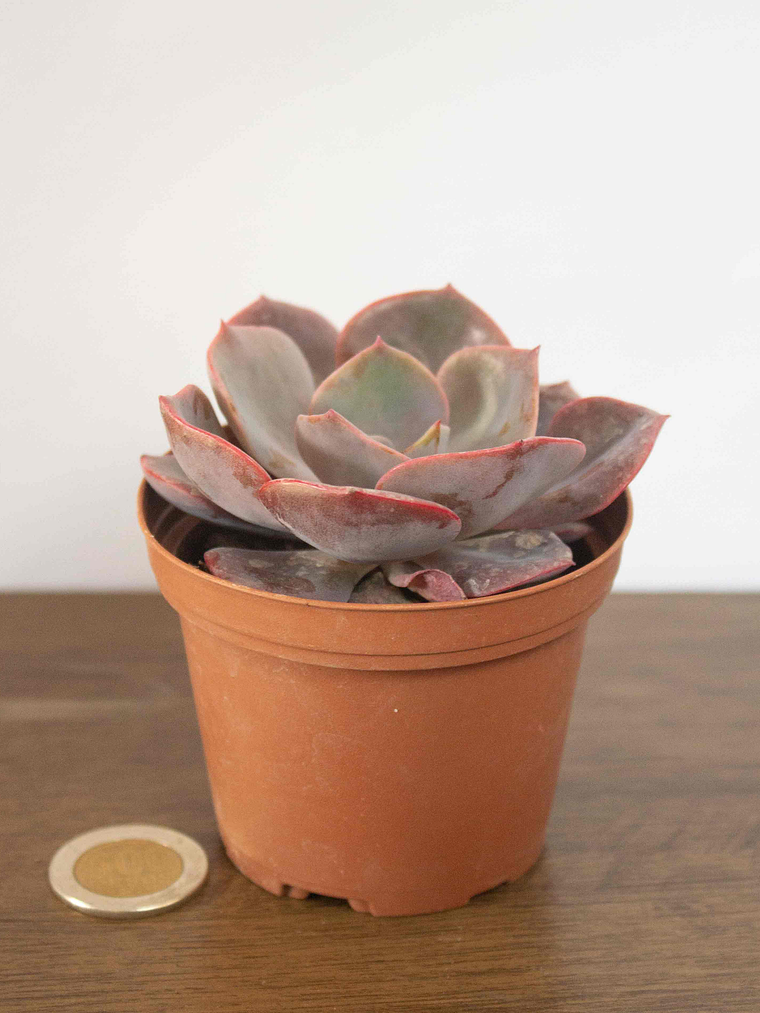 🌿 Suculenta Echeveria (Variedad Rosada/Púrpura) La Joya Púrpura del Desierto:  4