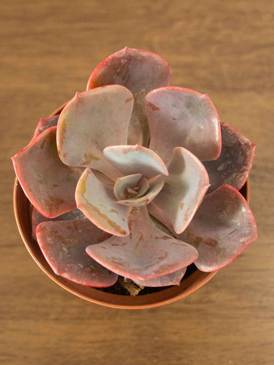 🌿 Suculenta Echeveria (Variedad Rosada/Púrpura) La Joya Púrpura del Desierto:  2