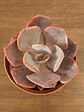 🌿 Suculenta Echeveria (Variedad Rosada/Púrpura) La Joya Púrpura del Desierto:  - Miniatura 2