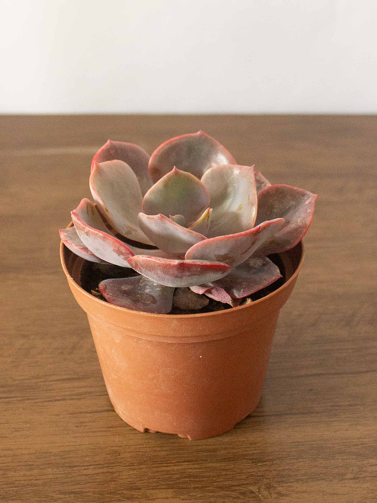 🌿 Suculenta Echeveria (Variedad Rosada/Púrpura) La Joya Púrpura del Desierto:  3