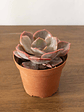 🌿 Suculenta Echeveria (Variedad Rosada/Púrpura) La Joya Púrpura del Desierto:  - Miniatura 3