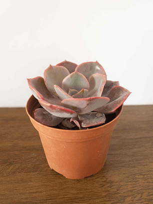 🌿 Suculenta Echeveria (Variedad Rosada/Púrpura) La Joya Púrpura del Desierto: 