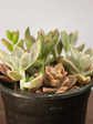 Mini Mix de Suculentas Variadas - Miniatura 4