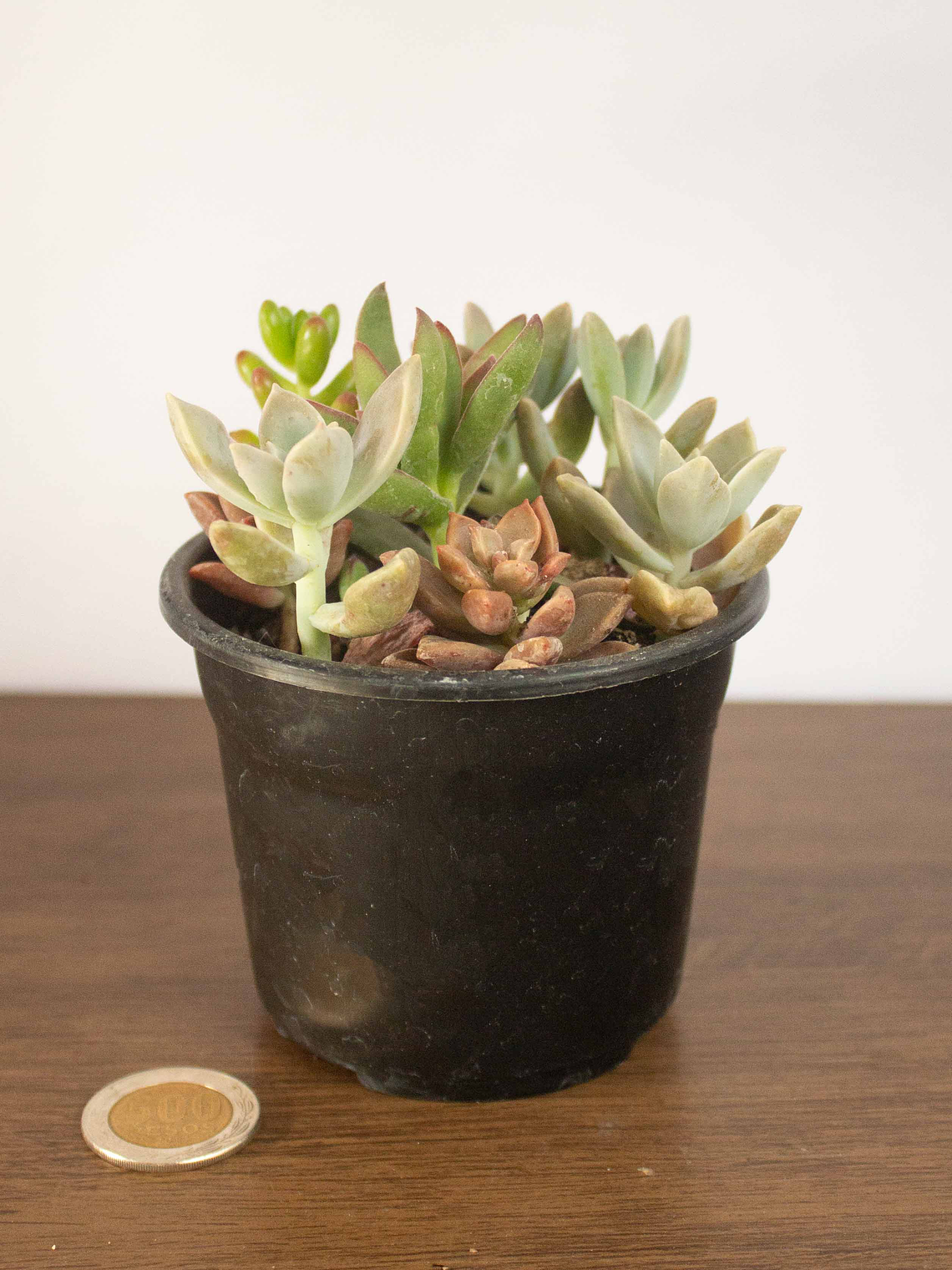 Mini Mix de Suculentas Variadas 5