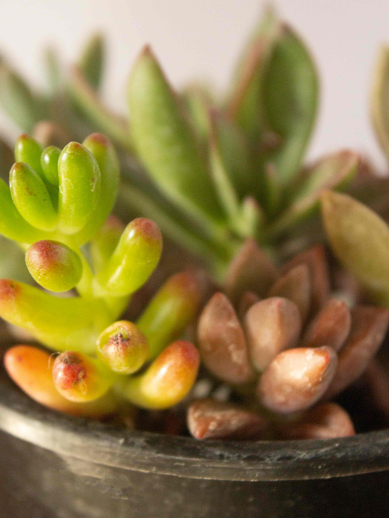 Mini Mix de Suculentas Variadas 3