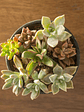 Mini Mix de Suculentas Variadas - Miniatura 2