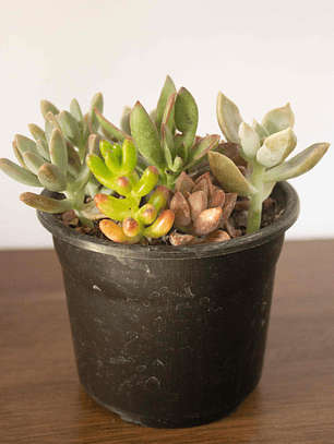 Mini Mix de Suculentas Variadas