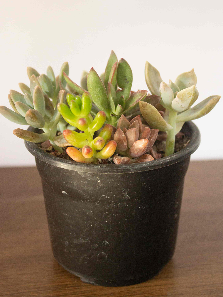 Mini Mix de Suculentas Variadas 1