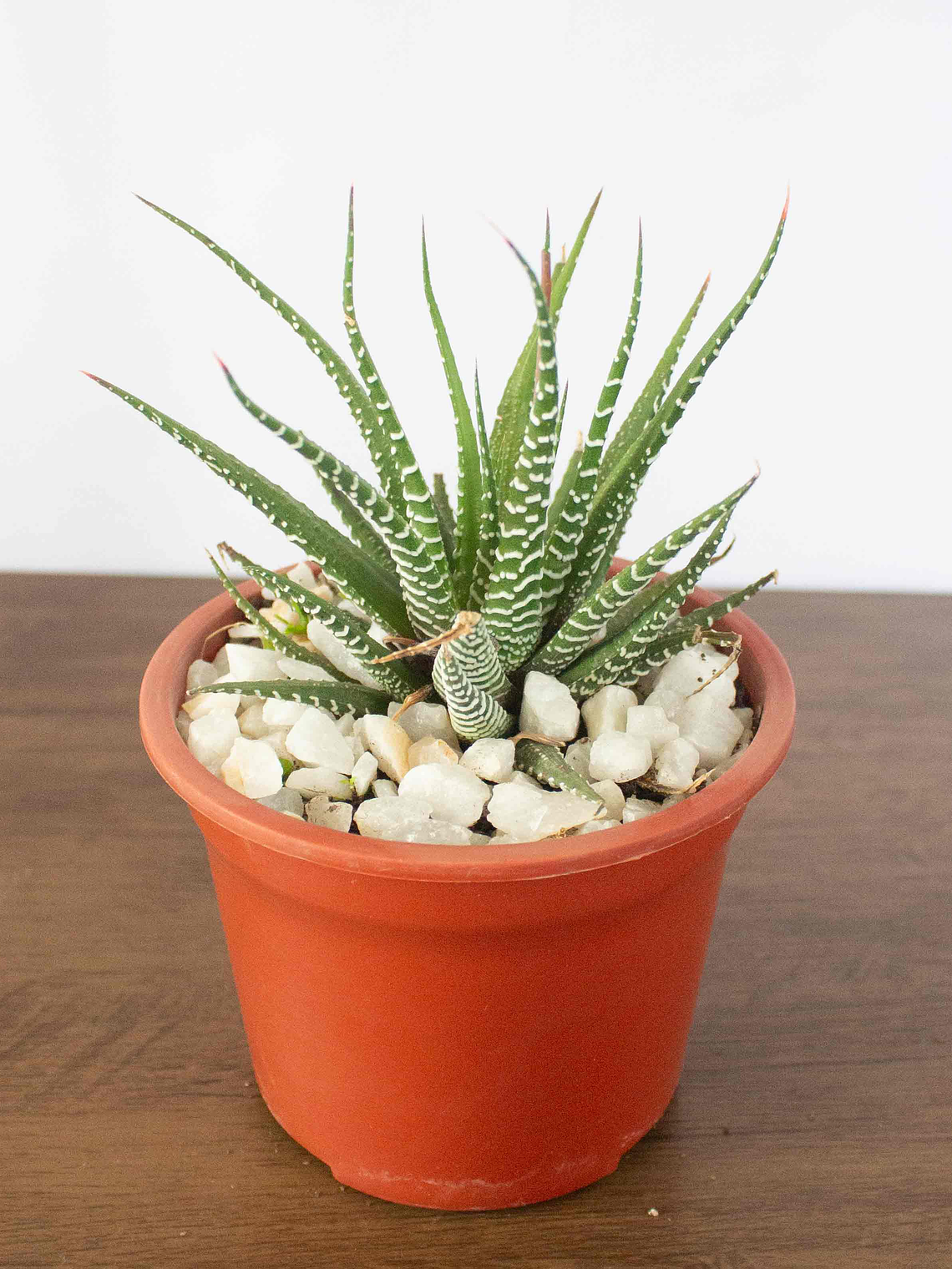 🌿 Haworthia fasciata o attenuata (Cebra)  El 'Cebra' de la Sombra Brillante: 1