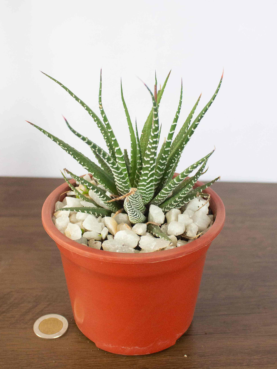 🌿 Haworthia fasciata o attenuata (Cebra)  El 'Cebra' de la Sombra Brillante: 4