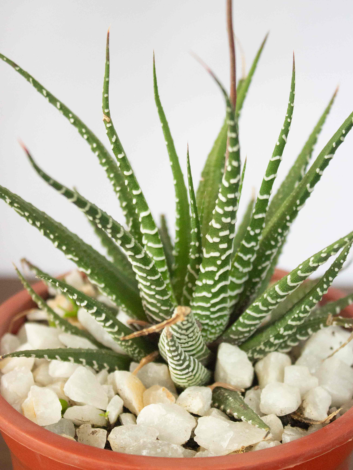 🌿 Haworthia fasciata o attenuata (Cebra)  El 'Cebra' de la Sombra Brillante: 2