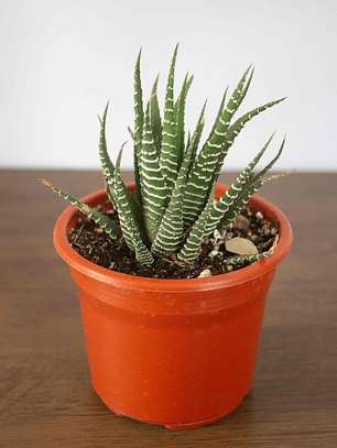 🌿 Mini Haworthia fasciata o attenuata (Cebra)  El 'Cebra' de la Sombra Brillante: