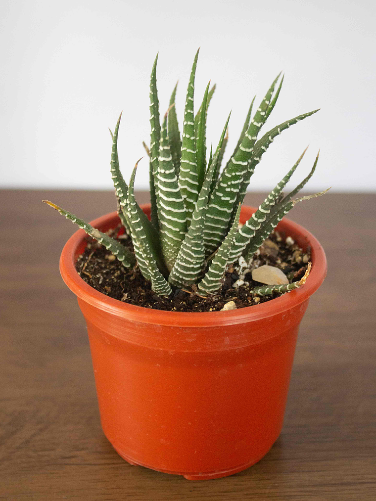 🌿 Mini Haworthia fasciata o attenuata (Cebra)  El 'Cebra' de la Sombra Brillante: 1