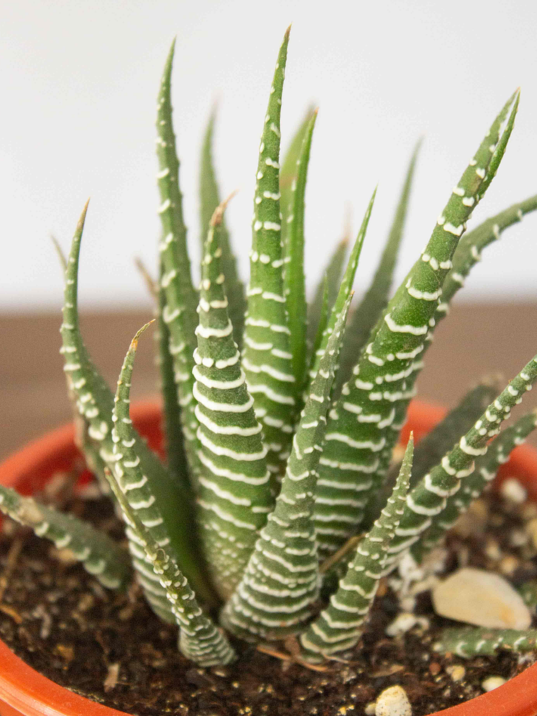 🌿 Mini Haworthia fasciata o attenuata (Cebra)  El 'Cebra' de la Sombra Brillante: 2