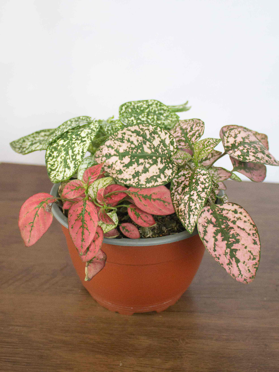 🌿 Hipoestes (Hypoestes phyllostachya) La Planta de las Mota de Color:  1