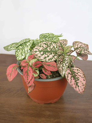 🌿 Hipoestes (Hypoestes phyllostachya) La Planta de las Mota de Color: 