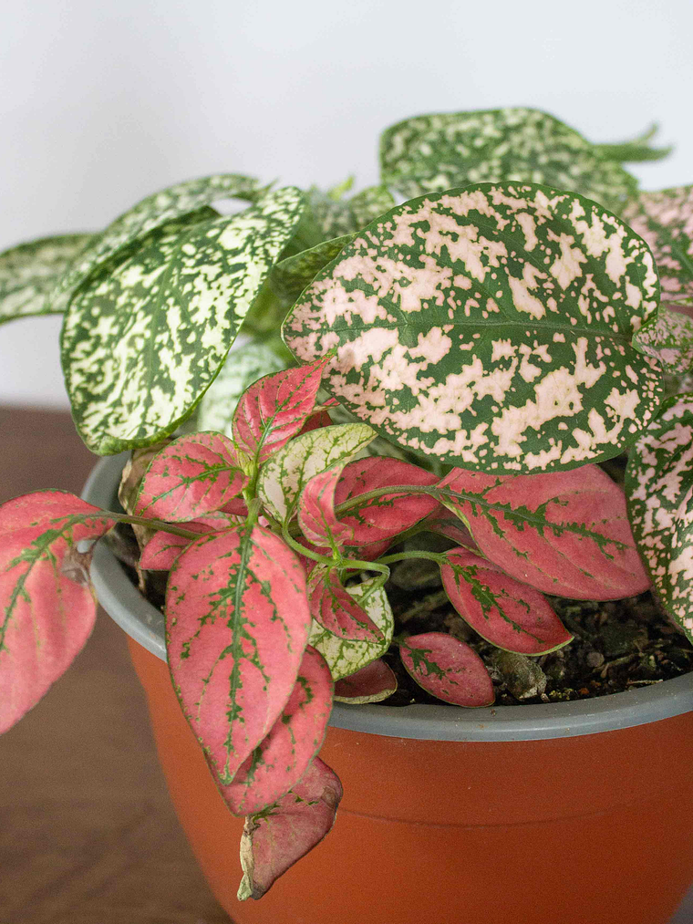 🌿 Hipoestes (Hypoestes phyllostachya) La Planta de las Mota de Color:  2