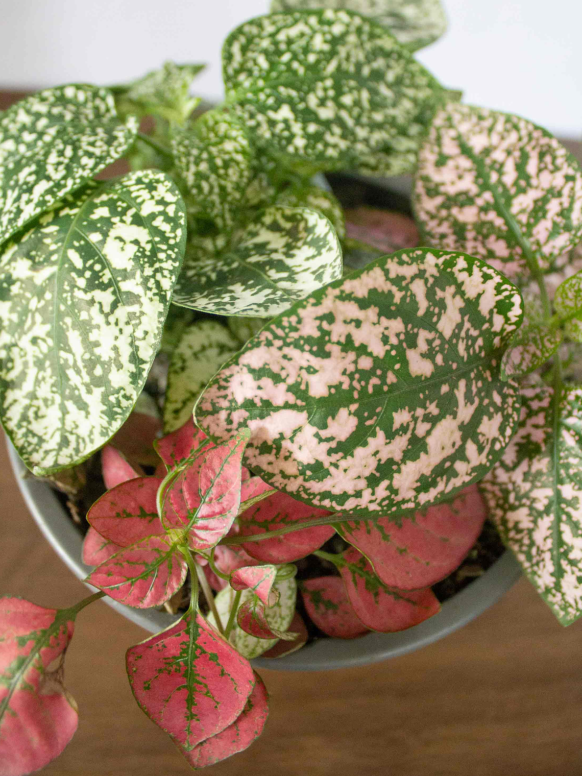 🌿 Hipoestes (Hypoestes phyllostachya) La Planta de las Mota de Color:  3