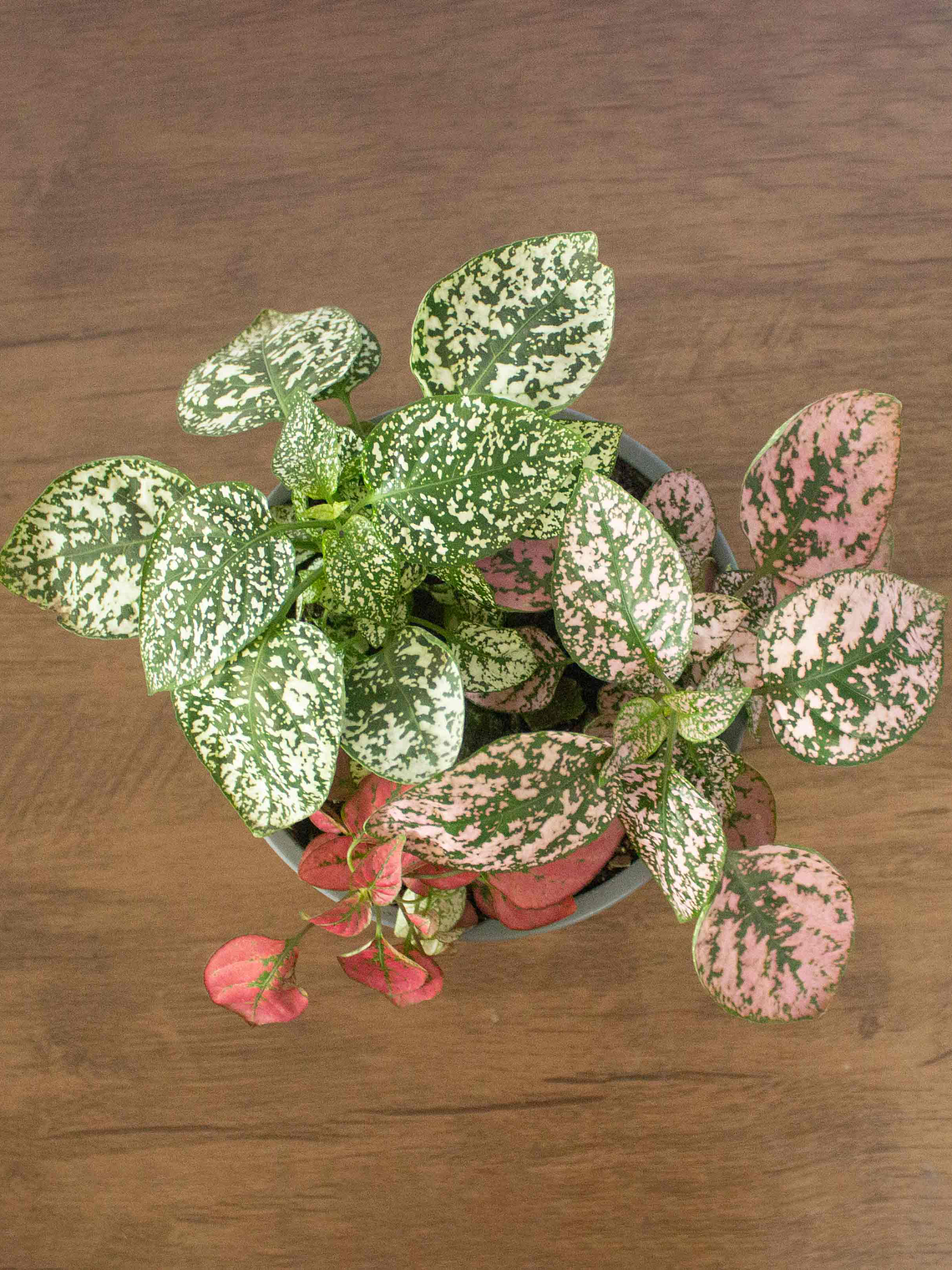 🌿 Hipoestes (Hypoestes phyllostachya) La Planta de las Mota de Color:  4