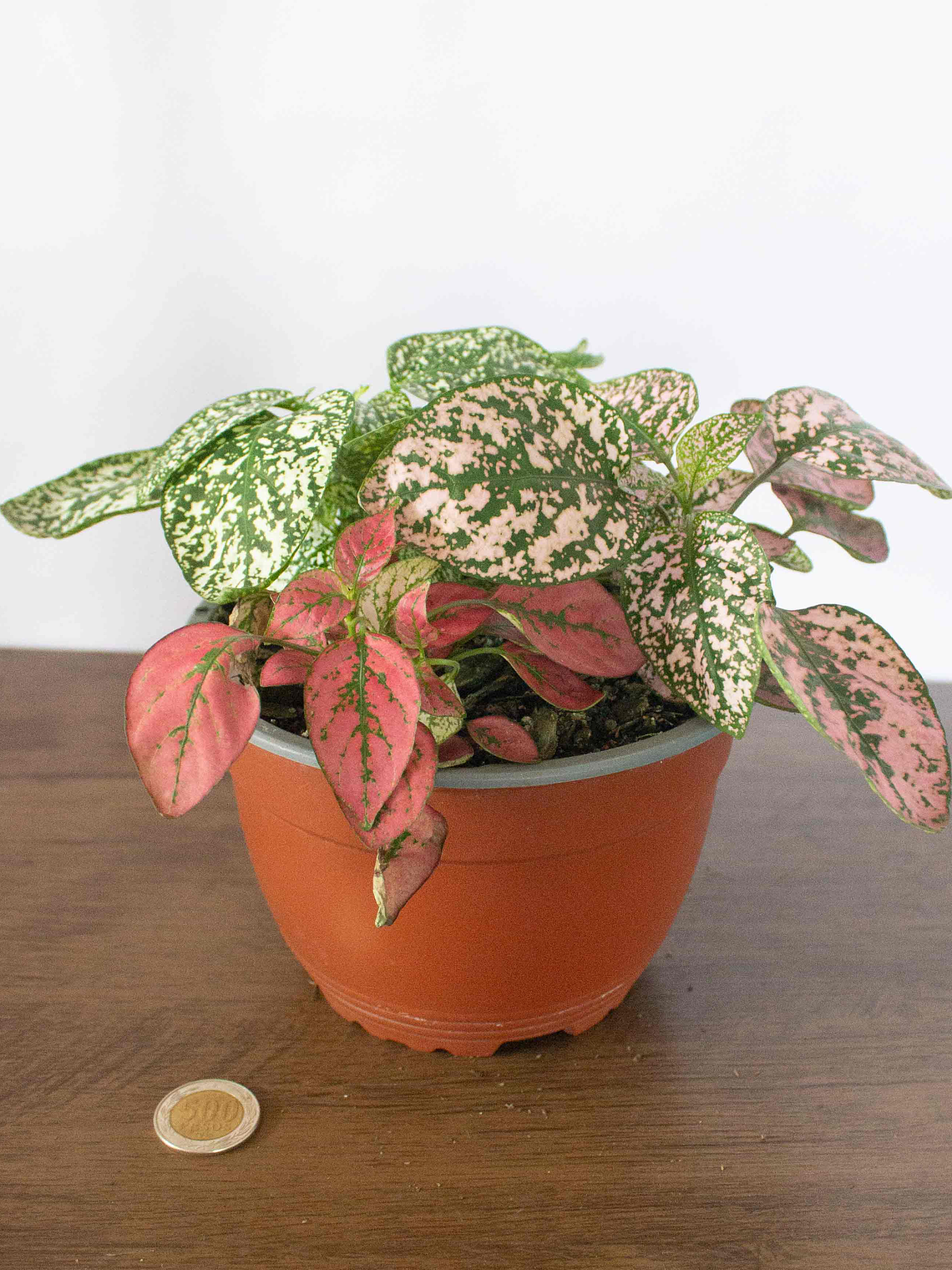 🌿 Hipoestes (Hypoestes phyllostachya) La Planta de las Mota de Color:  5