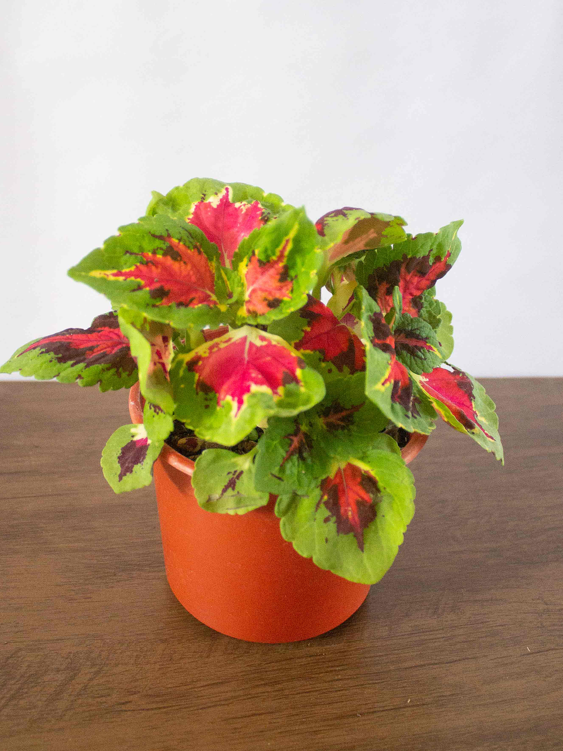 🌿 Coleo o Cresta de gallo (Plectranthus scutellarioides) El Mosaico de Color del Jardín: 1