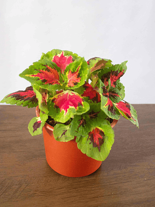 🌿 Coleo o Cresta de gallo (Plectranthus scutellarioides) El Mosaico de Color del Jardín: