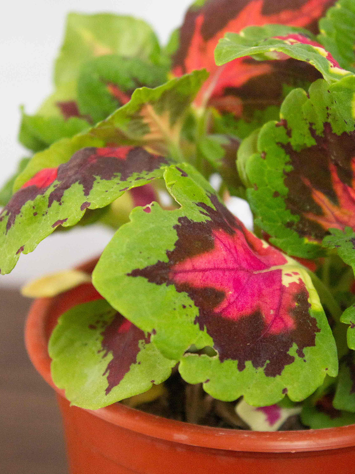 🌿 Coleo o Cresta de gallo (Plectranthus scutellarioides) El Mosaico de Color del Jardín: 2