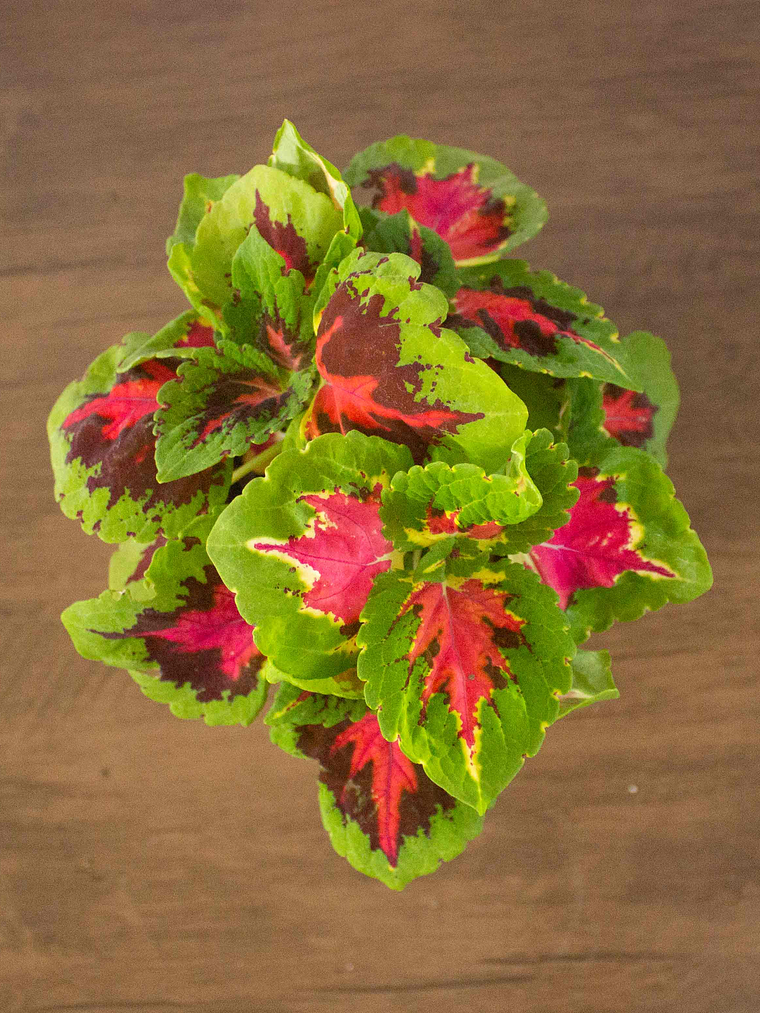 🌿 Coleo o Cresta de gallo (Plectranthus scutellarioides) El Mosaico de Color del Jardín: 3