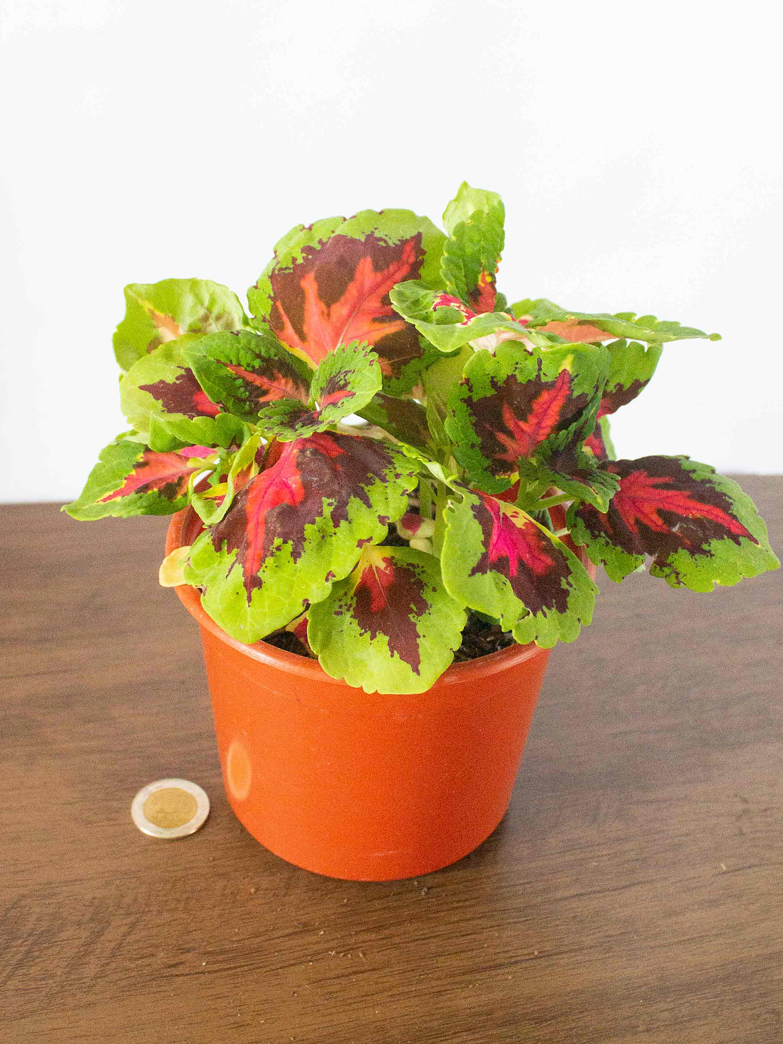 🌿 Coleo o Cresta de gallo (Plectranthus scutellarioides) El Mosaico de Color del Jardín: 4