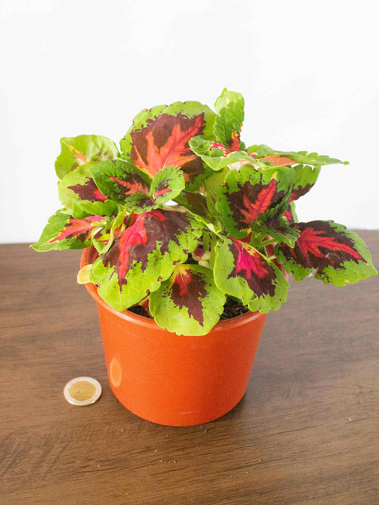 🌿 Coleo o Cresta de gallo (Plectranthus scutellarioides) El Mosaico de Color del Jardín: 4