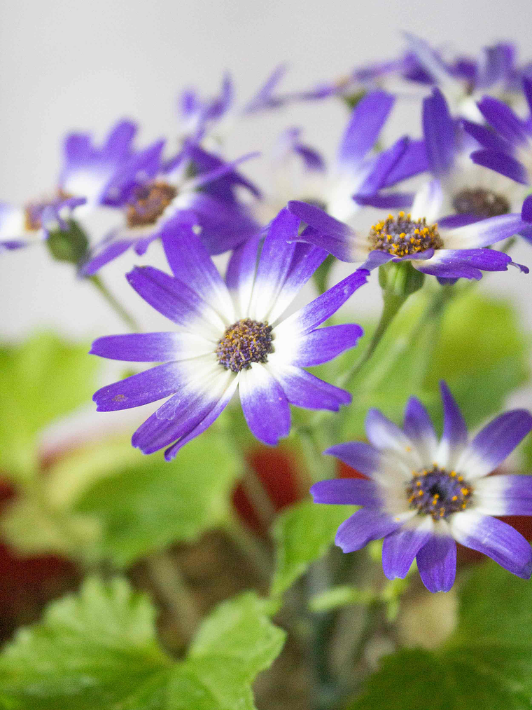 🌸 Cineraria (Pericallis hybrida / Senecio cruentus) La Estrella de Invierno:  2