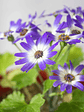 🌸 Cineraria (Pericallis hybrida / Senecio cruentus) La Estrella de Invierno:  - Miniatura 2