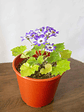 🌸 Cineraria (Pericallis hybrida / Senecio cruentus) La Estrella de Invierno:  - Miniatura 3
