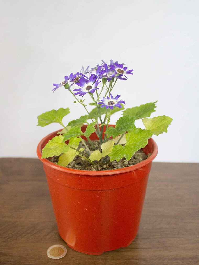 🌸 Cineraria (Pericallis hybrida / Senecio cruentus) La Estrella de Invierno:  5