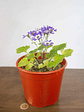 🌸 Cineraria (Pericallis hybrida / Senecio cruentus) La Estrella de Invierno:  - Miniatura 5